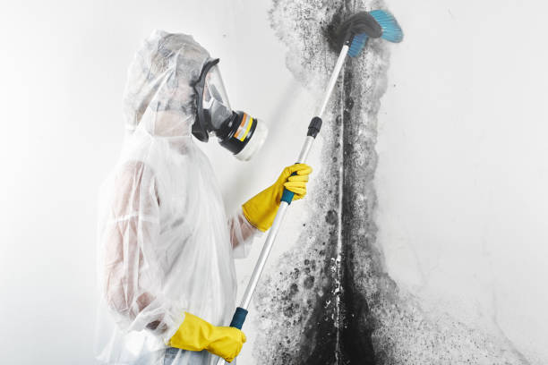 Best Mold Remediation for Healthcare Facilities  in Sparta, IL