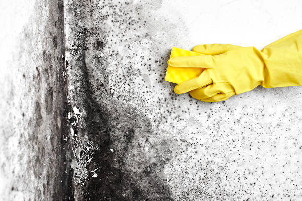 Best Dehumidification Services  in Sparta, IL